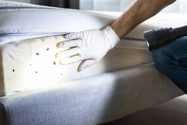 Best Residential Pest Control  in Six Shooter Canyon, AZ