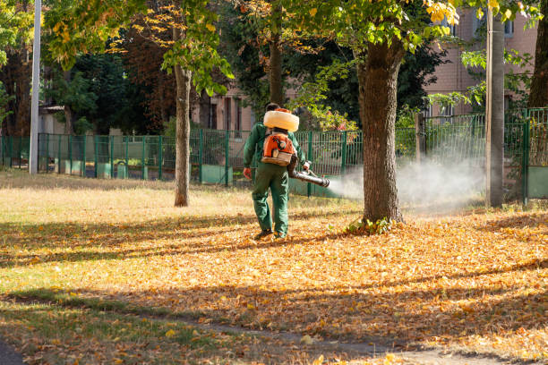 Best Insect Control  in Six Shooter Canyon, AZ