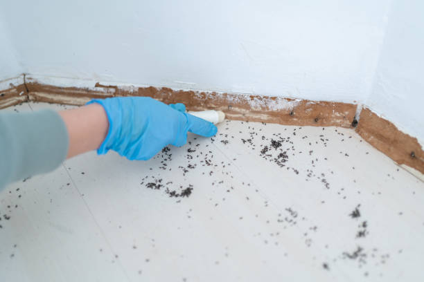 Best Emergency Pest Control  in Six Shooter Canyon, AZ