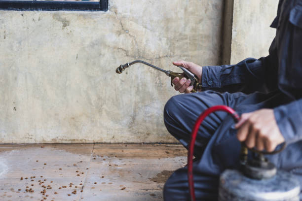 Best Affordable Pest Control Services  in Six Shooter Canyon, AZ